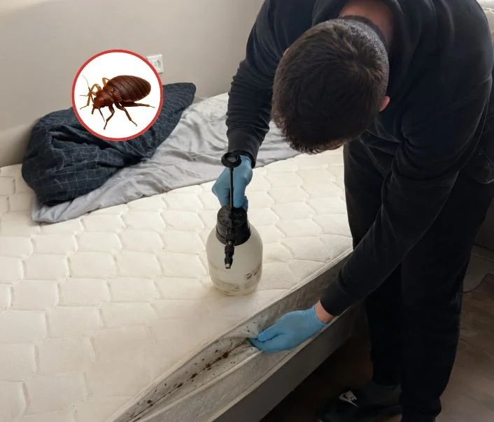 Technicien traitant un matelas contre les punaises de lit à Les Mesnuls